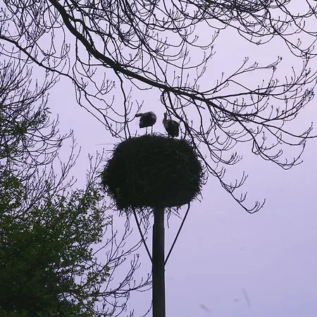 Amsel Und Nachtigall Haus Vogelhochzeit Lübbenau
